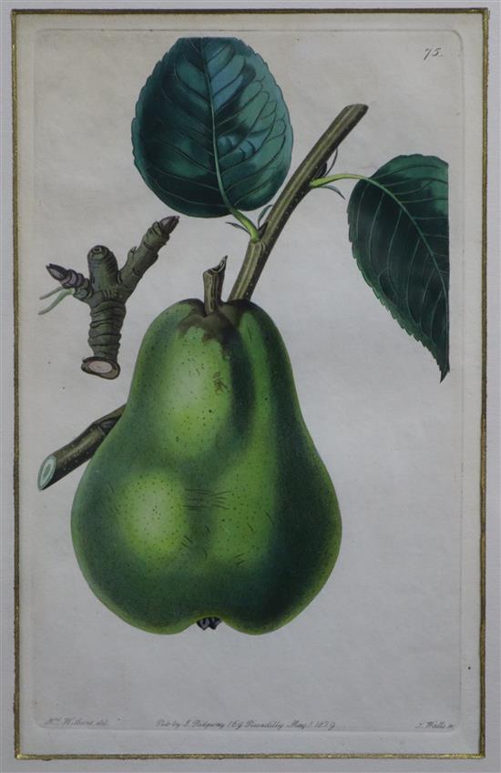 Nine early 19th century hand coloured botanical prints, 20 x 13cm